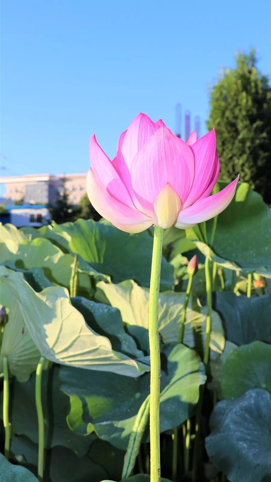 清河悦风.webp.jpg