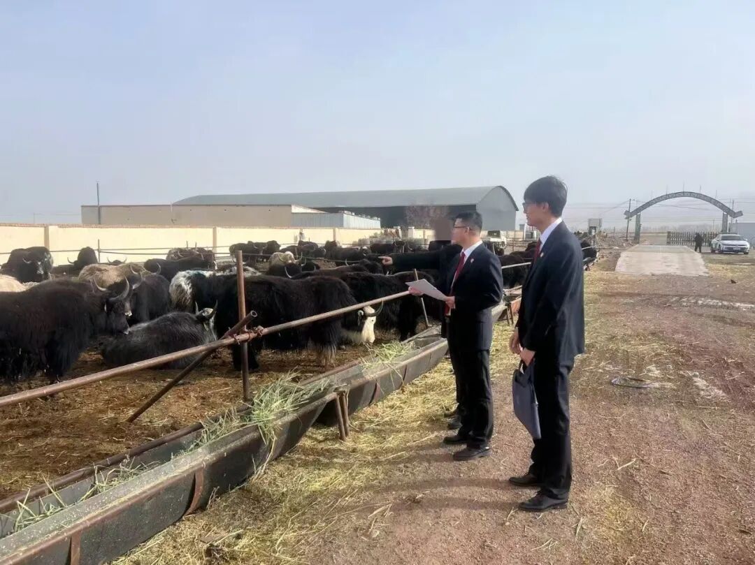 2.6以牛抵债巧解执行难题.jpg 2.6以牛抵债巧解执行难题.jpg